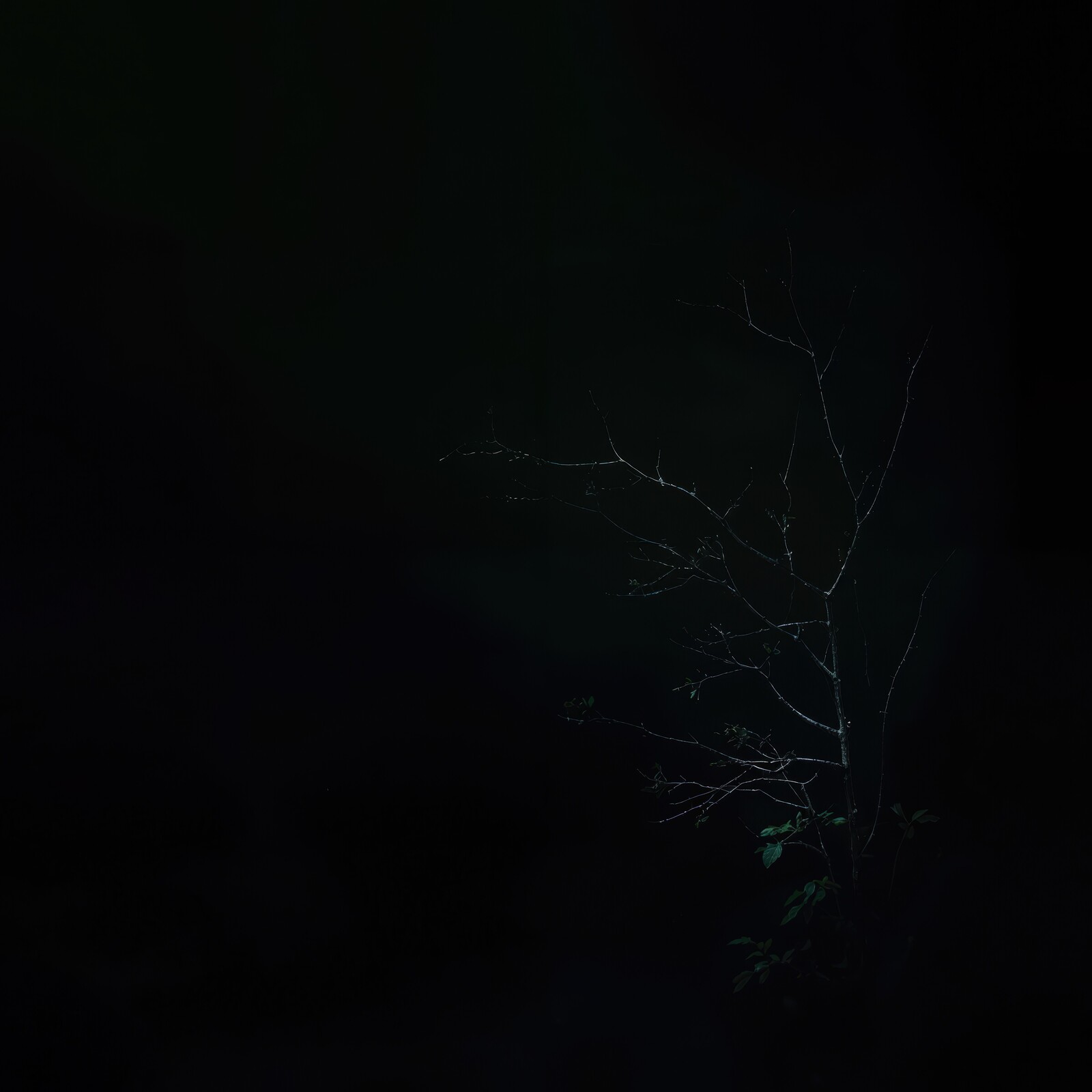 Mysterious night in an enchanted forest with shadows dancing under the moonlight
