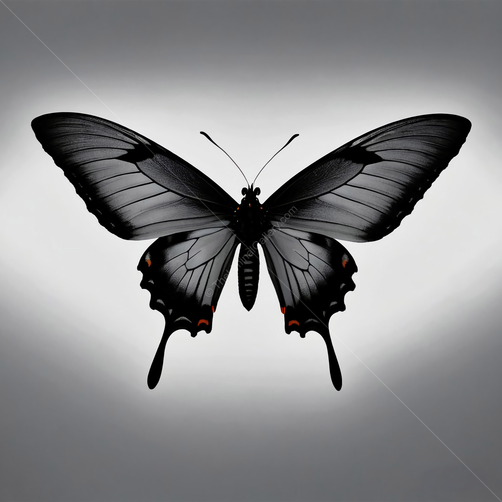 Beautiful black butterfly with delicate wings in a gentle light, showcasing elegance and grace in a soft gray background
