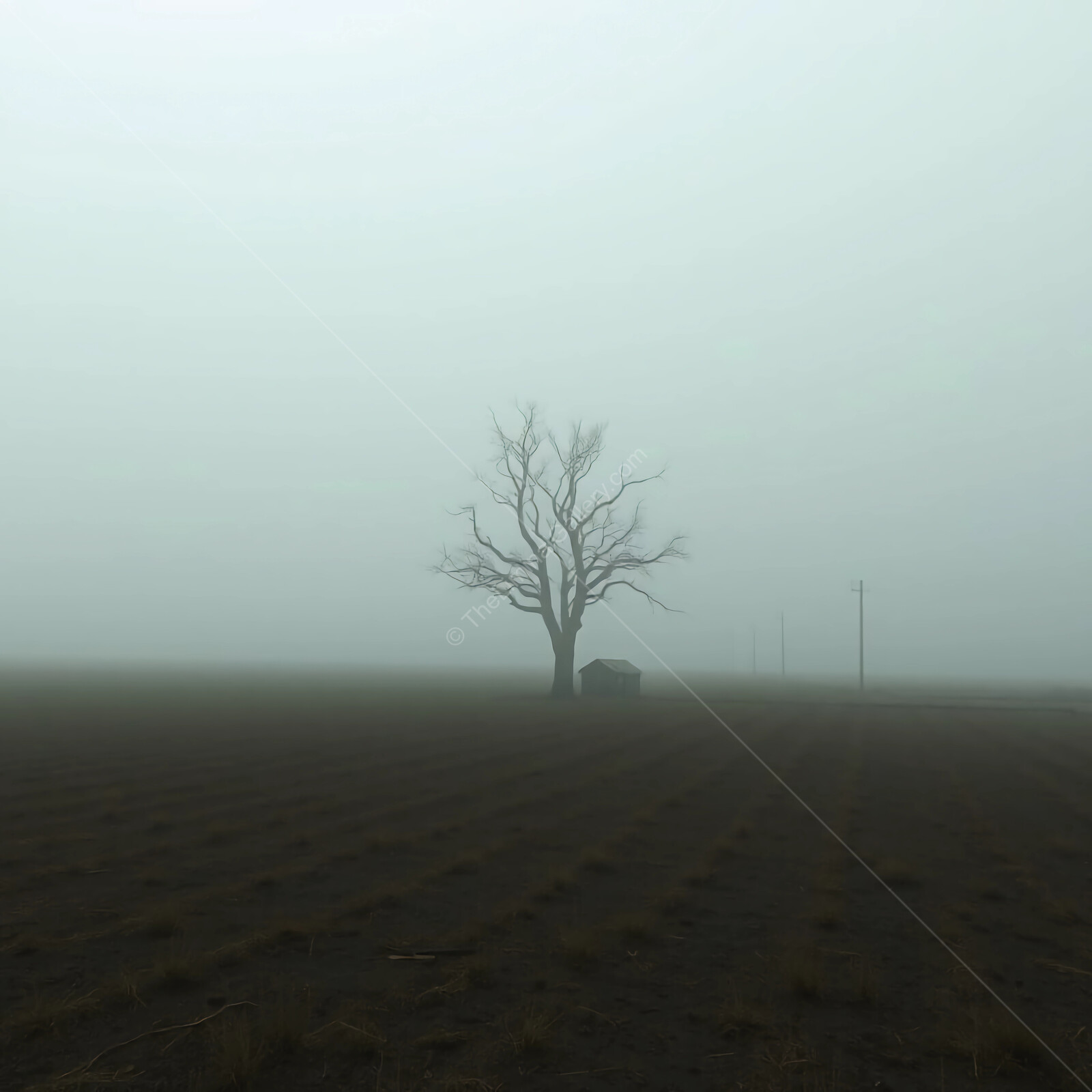 Lonely tree standing tall in a foggy landscape at dawn in the countryside