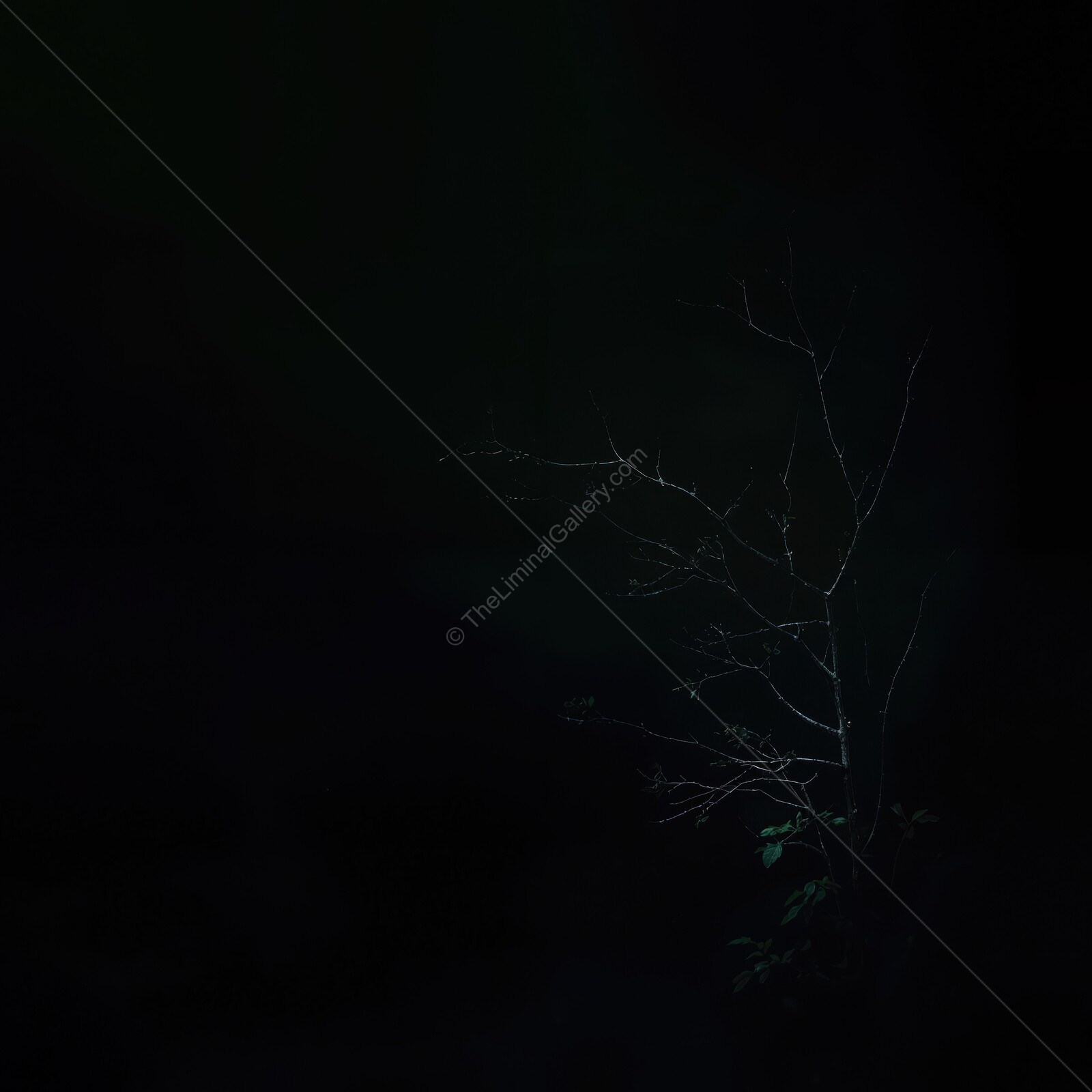 Mysterious night in an enchanted forest with shadows dancing under the moonlight