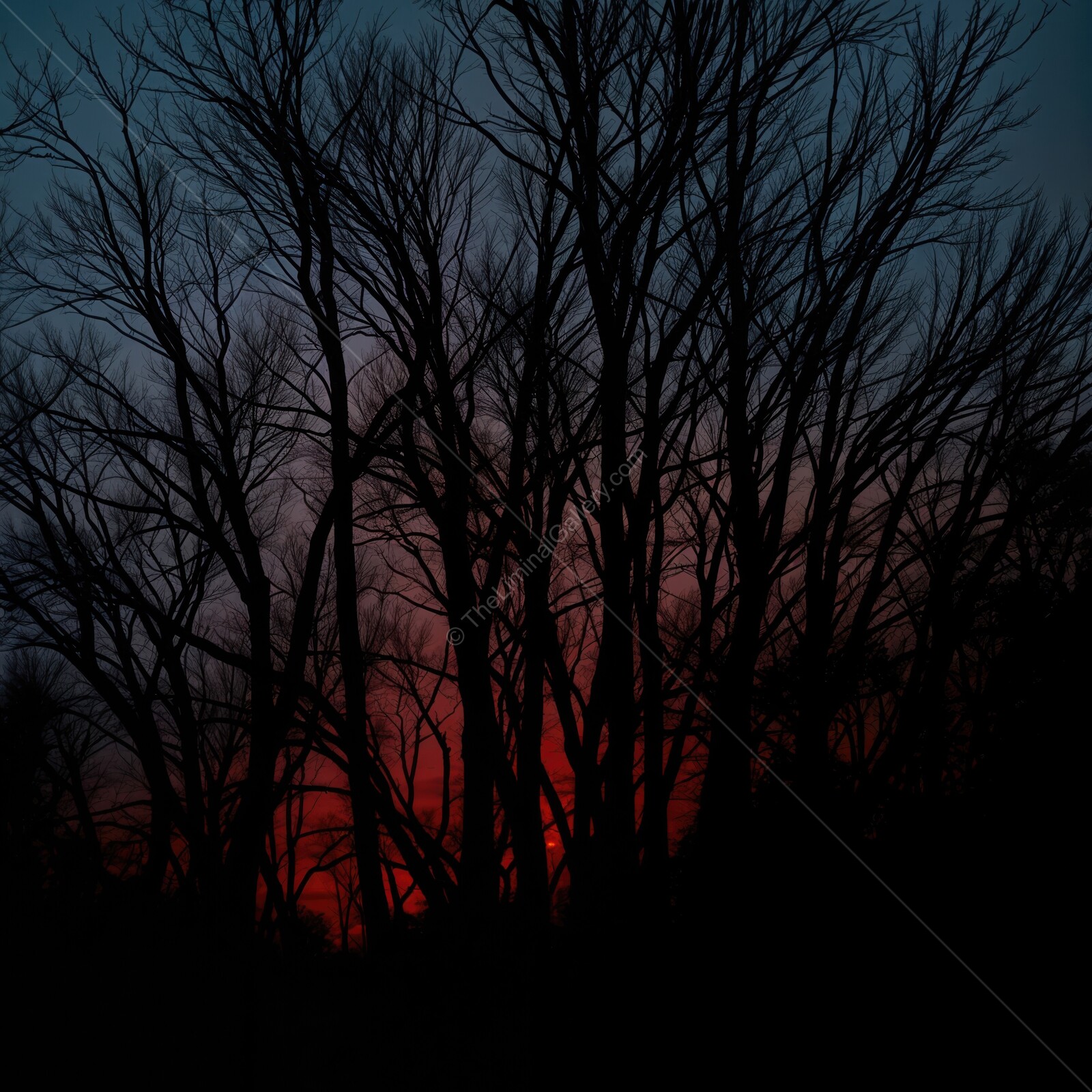 Vivid sunset colors illuminate bare trees in a serene evening landscape