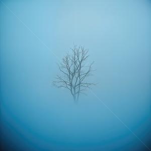 Mysterious tree emerges from the dense fog in a tranquil morning landscape