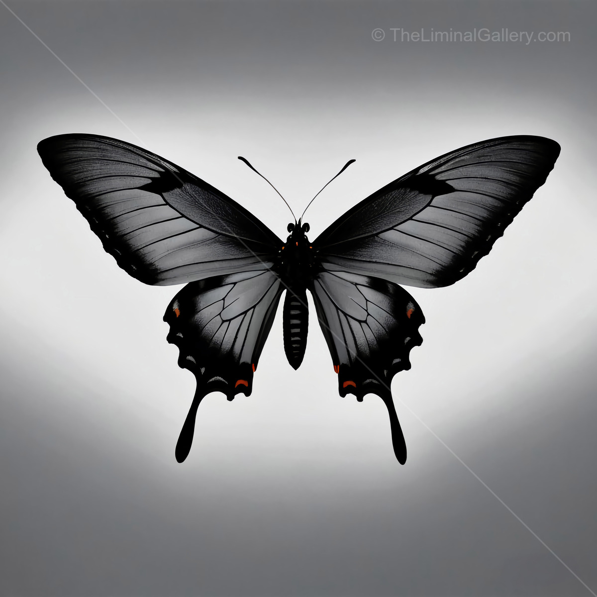 Beautiful black butterfly with delicate wings in a gentle light, showcasing elegance and grace in a soft gray background