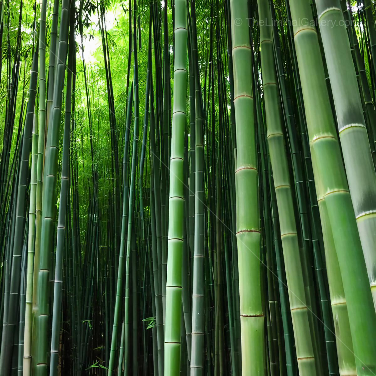Explore the serene beauty of a dense bamboo forest in the heart of nature on a tranquil afternoon stroll