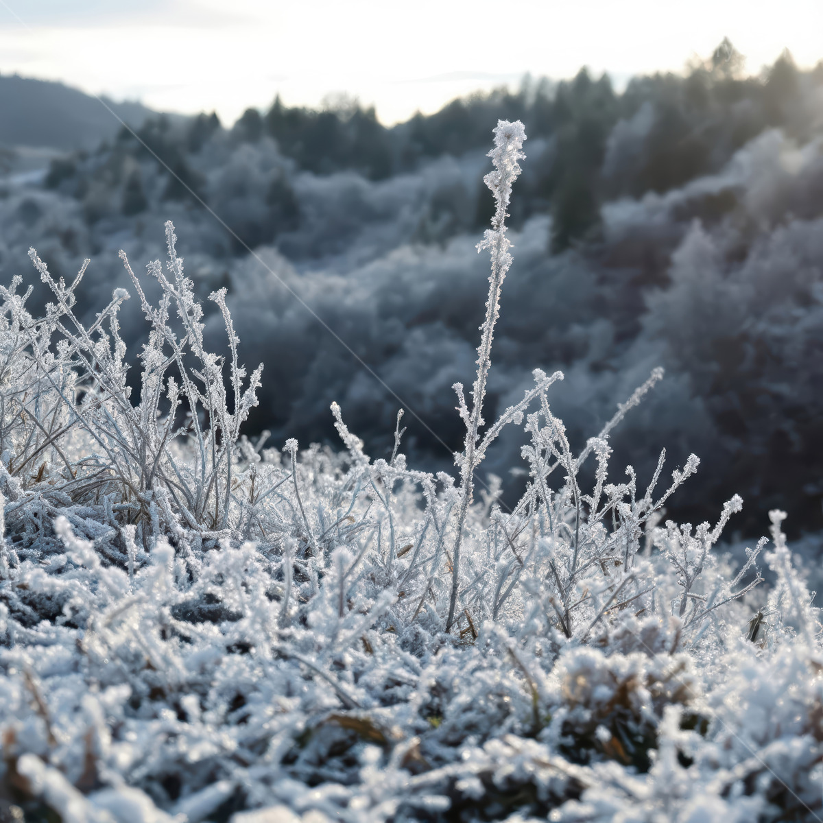 Liminal winter dawn sparkles across frost-kissed valley flora, crystalline petals glinting in gentle sun, wrapping the landscape in hushed serenity