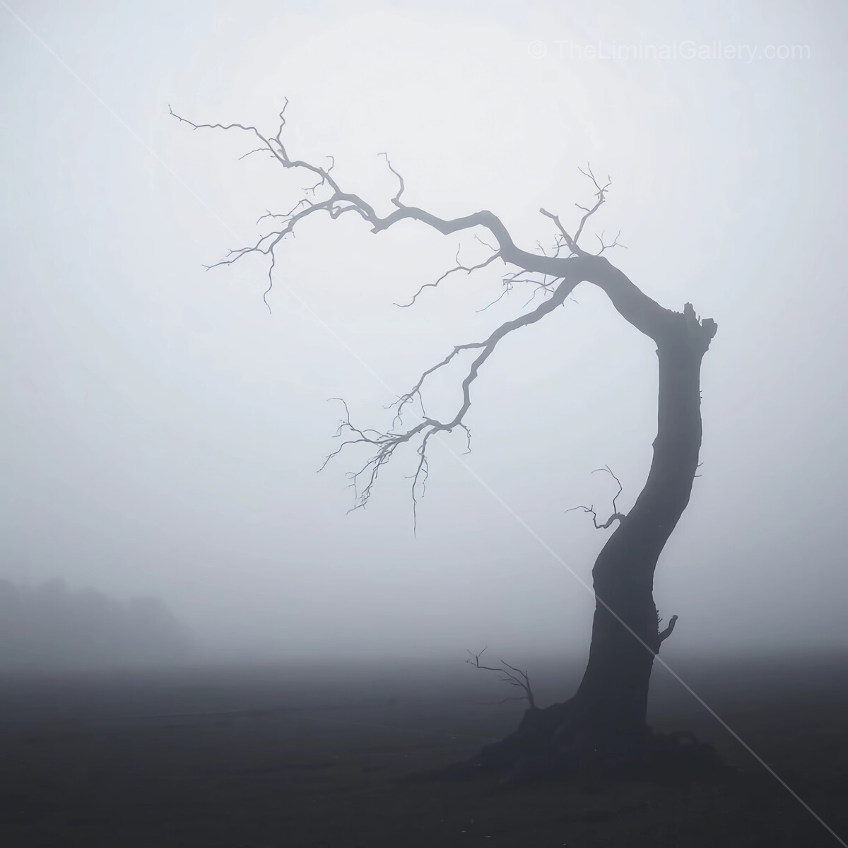 Lonely tree stands tall amidst a mysterious fog in an ethereal landscape