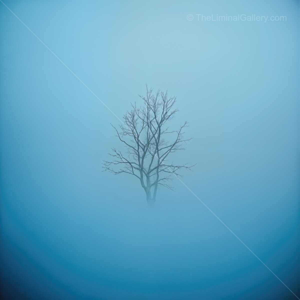Mysterious tree emerges from the dense fog in a tranquil morning landscape