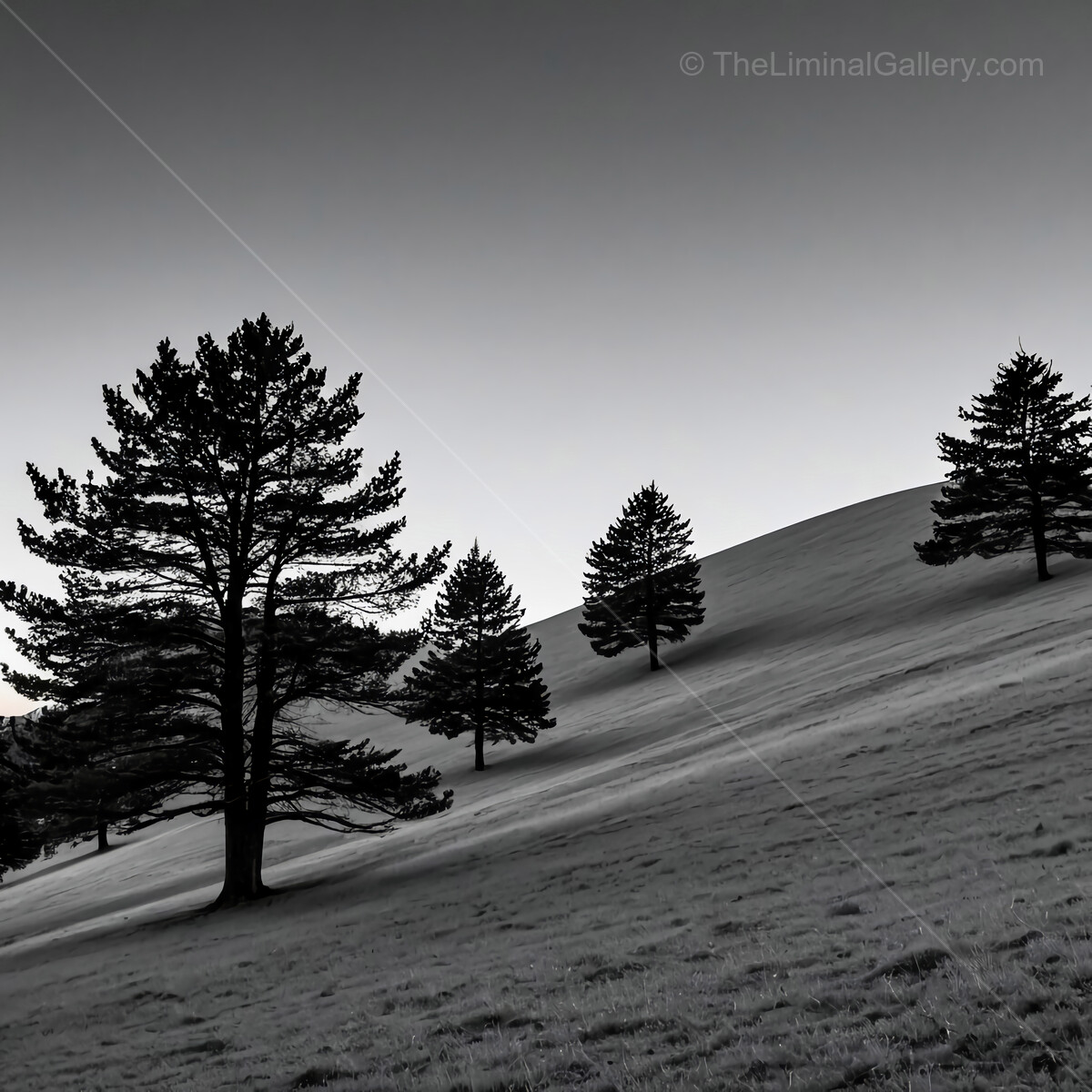 Serene liminal landscape of tall trees standing watch over a rolling, grassy hill at dusk
