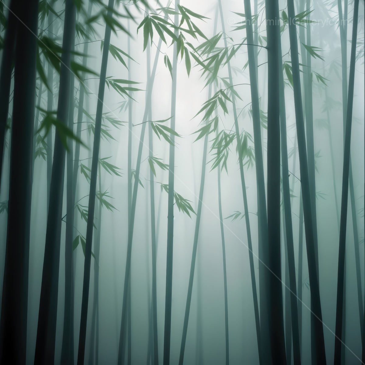 Fog envelops a tranquil bamboo grove, creating an ethereal and dreamlike atmosphere in the early morning light
