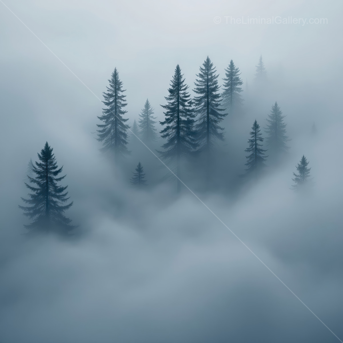 Mysterious forest emerges from dense fog at dawn revealing its enchanting liminal nature