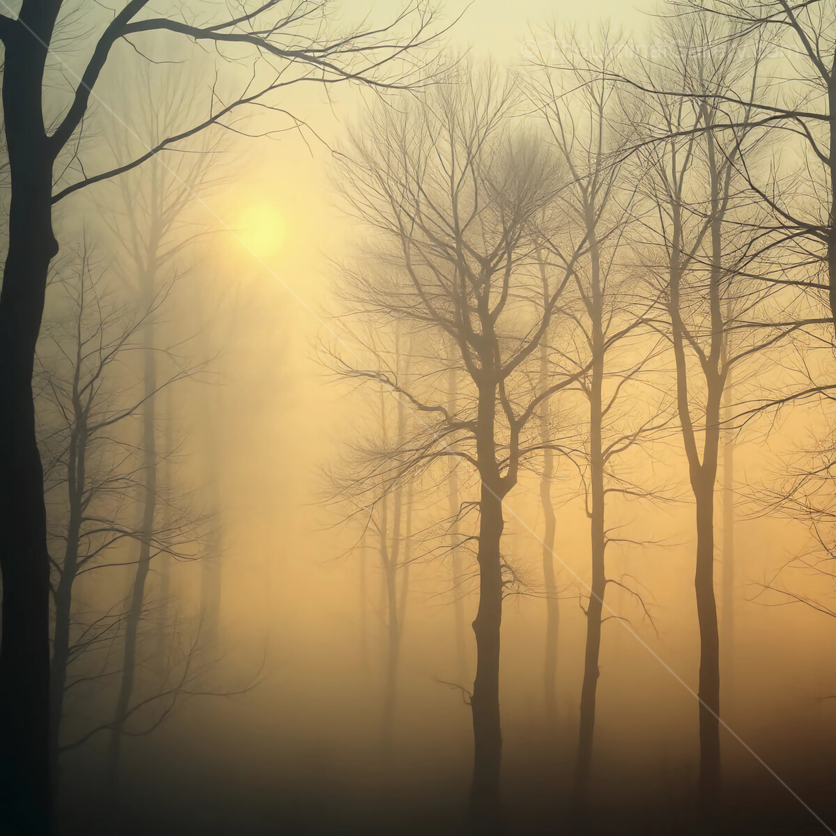 Soft morning light filters through misty forest silhouettes at dawn