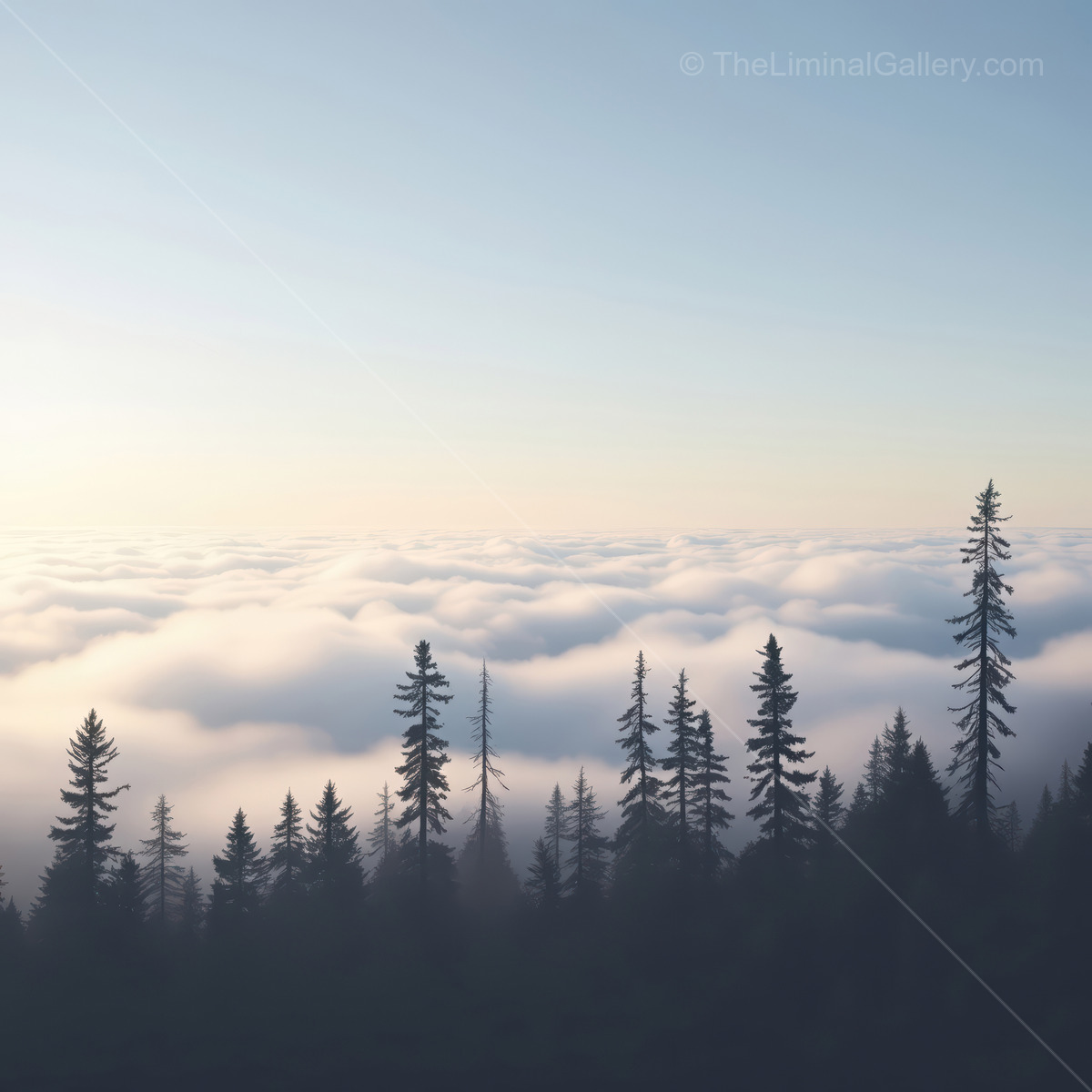 Majestic morning mist enfolds tall evergreens overlooking a sea of clouds